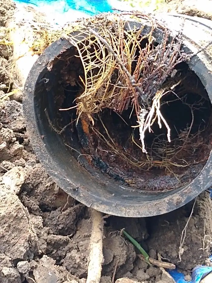 Drain Root Cleaning