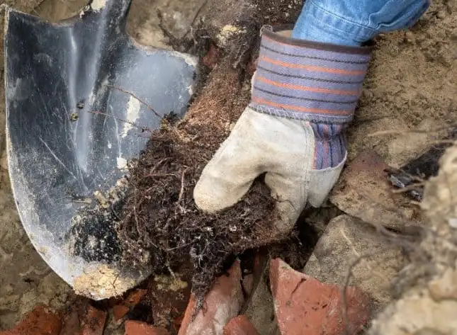 Root Removal in Perimeter Drainage Systems, Vancouver, Surrey, Coquitlam, Langley